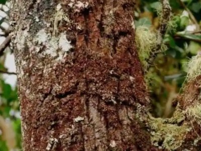 檀香--植物界的绿色"黄金"