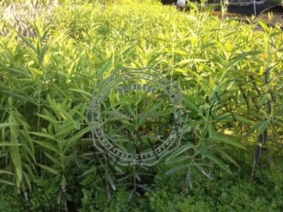 檀香树苗印度檀香树苗老山檀香苗白